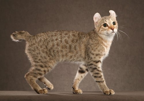 วิเคราะห์แมวจริงจัง 5 ข้อ! ไฮแลนด์เดอร์ ช็อตแฮร์ (Highlander Shorthair) แมวกล้ามใหญ่ หูพับ ขาสั้น ซนเกินเบอร์ (อัปเดท 2025)