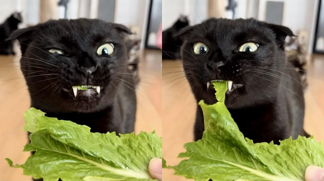 5 เหตุผล! ทำไมแมวกินของแปลก ถึงไม่ใช่แค่นิสัยแปลก (แต่คือสัญญาณสุขภาพที่ห้ามมองข้าม) (อัปเดท 2025)