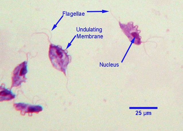 เผย 5 ข้อมูลเชิงลึก! ไวรัสหรือพยาธิ? รู้จัก “Tritrichomonas foetus” ตัวร้ายในลำไส้แมว (ที่ทำให้แมวท้องเสียไม่หยุด) (อัปเดท 2025)