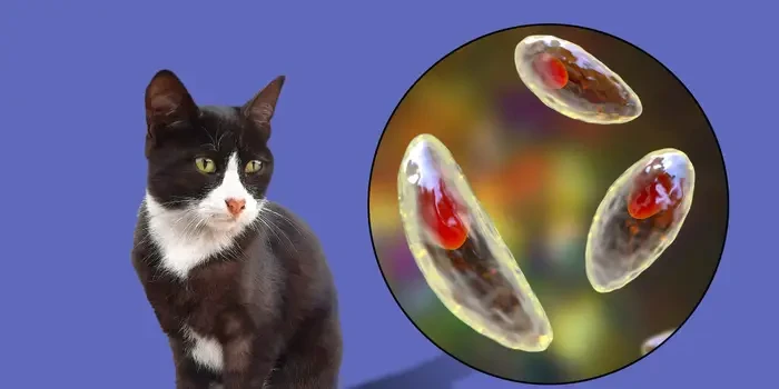 เผย 5 เทคนิค! ป้องกัน “ท็อกโซพลาสโมซิส” โรคจากแมวที่คนรักแมวไม่ควรกลัวเกินเหตุ (แต่ก็อย่าชะล่าใจ) (อัปเดท 2025)