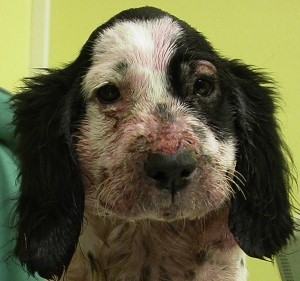 เปิด 5 สถิติน่ารู้ “หลอดเลือดอักเสบในลูกหมา” โรคแปลกที่เจอบ่อยกว่าที่คิด (โดยเฉพาะพันธุ์บีเกิ้ล!) (อัปเดท 2025)