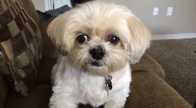 รวม 5 ข้อควรรู้ก่อนเลี้ยง “ชิสุ (Shih Tzu)” หมาขนฟูผู้สูงศักดิ์ ขี้อ้อนเป็นชีวิตจิตใจ (อัปเดท 2025)