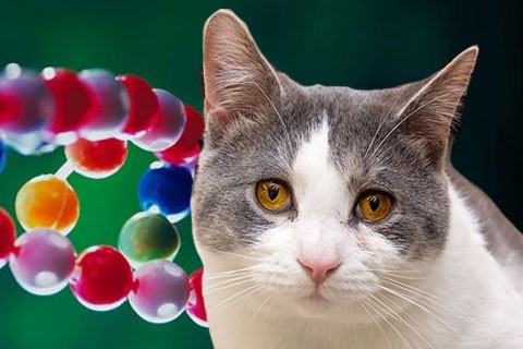 5 เคล็ดลับ! รับมือโรคพันธุกรรมในแมวแบบเข้าใจ ไม่ใช่แค่ทำใจ (อัปเดท 2025)