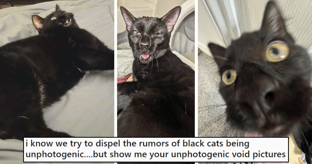 เผย 5 สถิติน่าสนใจ แมวดำไม่ได้น่ากลัว แต่น่ารักกว่าที่คิด (อัปเดท 2025)