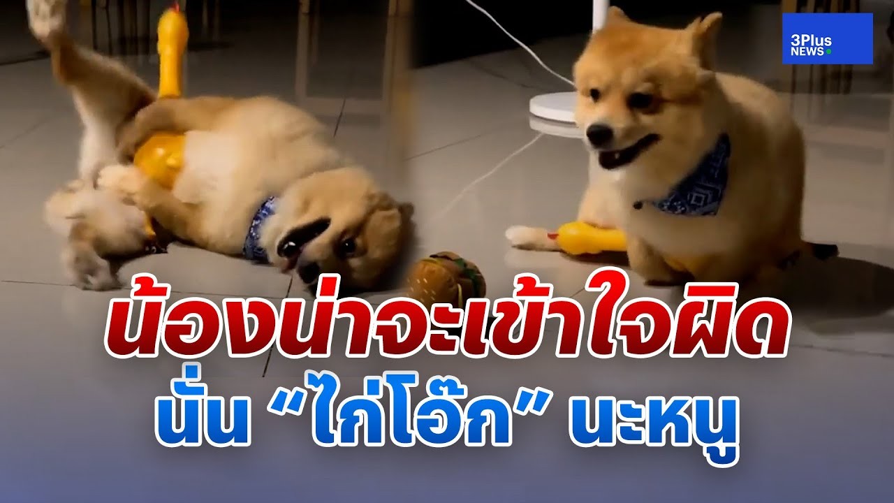 ของเล่นสุนัข กัดแล้วส่งเสียงร้องโอ็กอาก