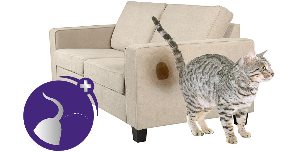 เผย 5 ข้อมูลเชิงลึก! ทำไมแมวถึงฉี่พ่นในบ้าน (และเจ้าของควรรับมือยังไง) (อัปเดท 2025)