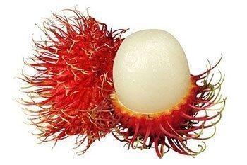 5 เรื่องไม่รู้ไม่ได้ ก่อนให้น้องหมากิน เงาะ (2026)