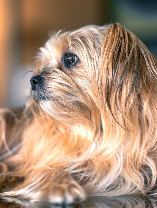 รวม 5 ข้อควรรู้ก่อนเลี้ยง “ชอร์กี้” หมาจิ๋วขนฟูสุดแสบที่ทั้งจงรักภักดีและมีพลังเท่าไซบีเรียน (อัปเดท 2025)