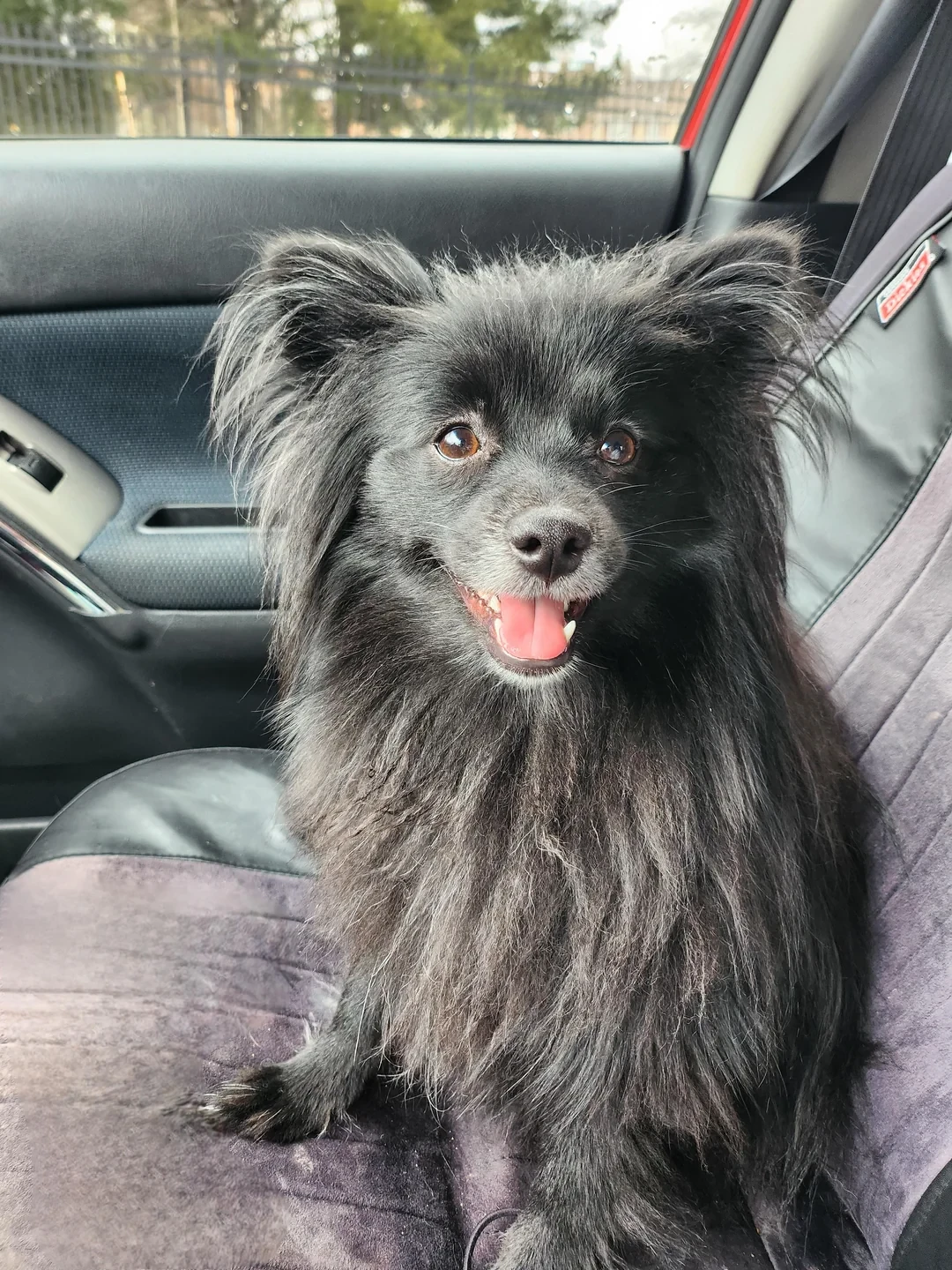 รวม 5 ข้อควรรู้ก่อนเลี้ยง “เยอรมัน ชปิทซ์” หมาขนฟูตัวจิ๋ว ฉลาด ติดคน และไม่พลาดที่จะเห่า (อัปเดท 2025)