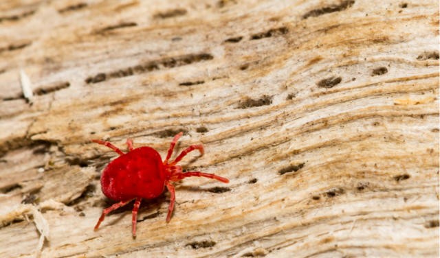 เผย 5 ข้อมูลเชิงลึก! แมวคันไม่หยุด อาจเจอตัวไรจิ๋วที่ชื่อว่า “ไรส้ม” (Trombiculiasis) โดยที่คุณไม่เคยรู้ตัวมาก่อน! (อัปเดท 2025)