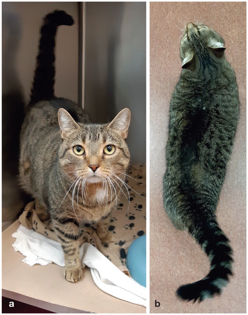 5 สถิติน่าทึ่ง! อาการเจ็บเฉียบพลันในแมวที่คุณไม่ควรมองข้าม (อัปเดท 2025)