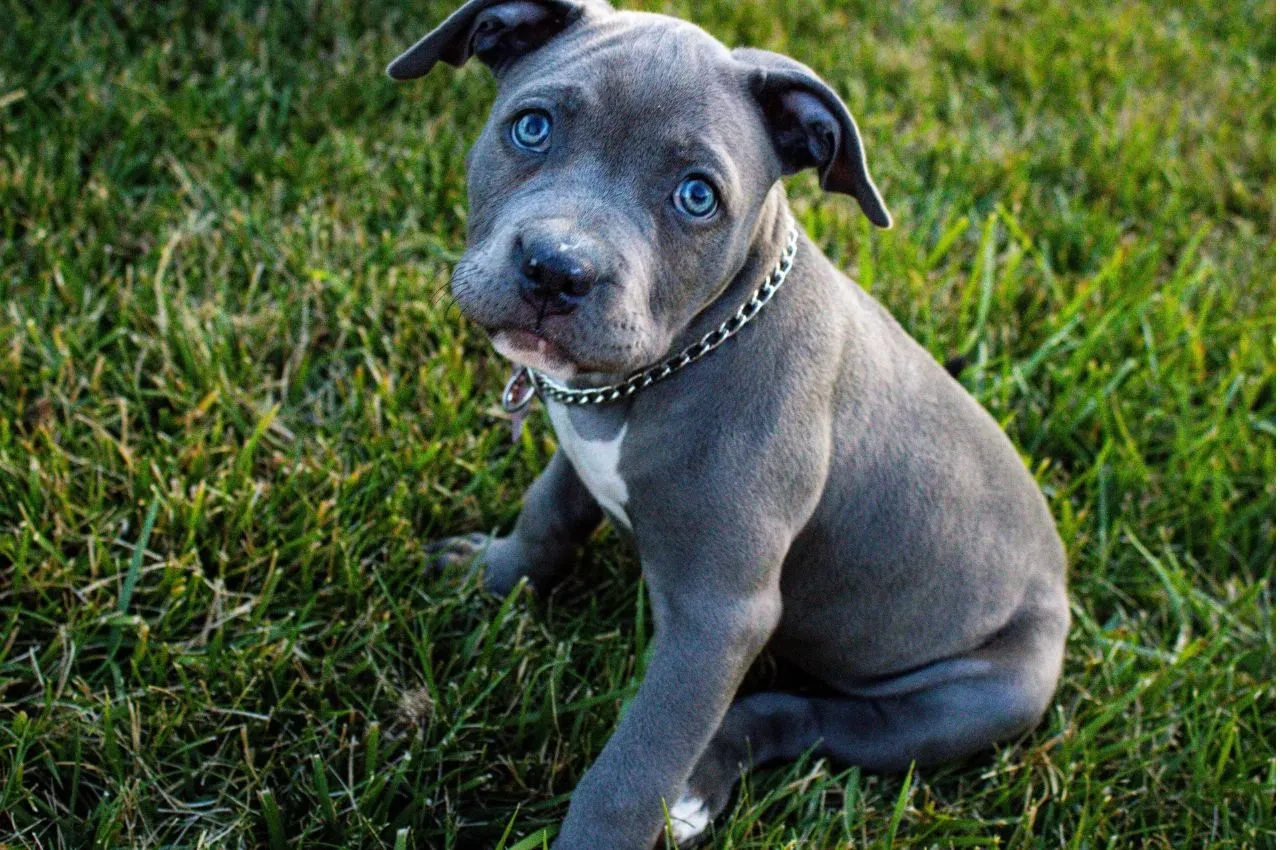 5 เรื่องที่คุณควรรู้ "หมาสายพันธุ์สีเทาน้ำเงิน (Blue Coated Dogs) เท่แบบธรรมชาติ สวยแบบไม่ต้องปรุงแต่ง" (อัปเดท 2025)