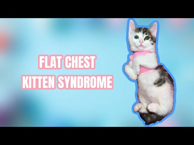 5 ข้อควรรู้! ลูกแมวอกแบน (Flat-Chested Kitten Syndrome) ไม่ได้แปลว่าหมดหวัง แต่ต้องรีบเข้าใจและรับมือให้ถูก (อัปเดท 2025)