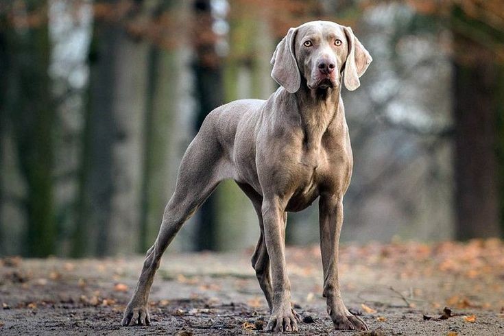รวม 5 ข้อควรรู้ก่อนเลี้ยง “ไวมาเรเนอร์ (Weimaraner)” หมาหล่อ ขาเรียว ฉลาดล้ำ และพลังเหลือล้น (อัปเดท 2025)
