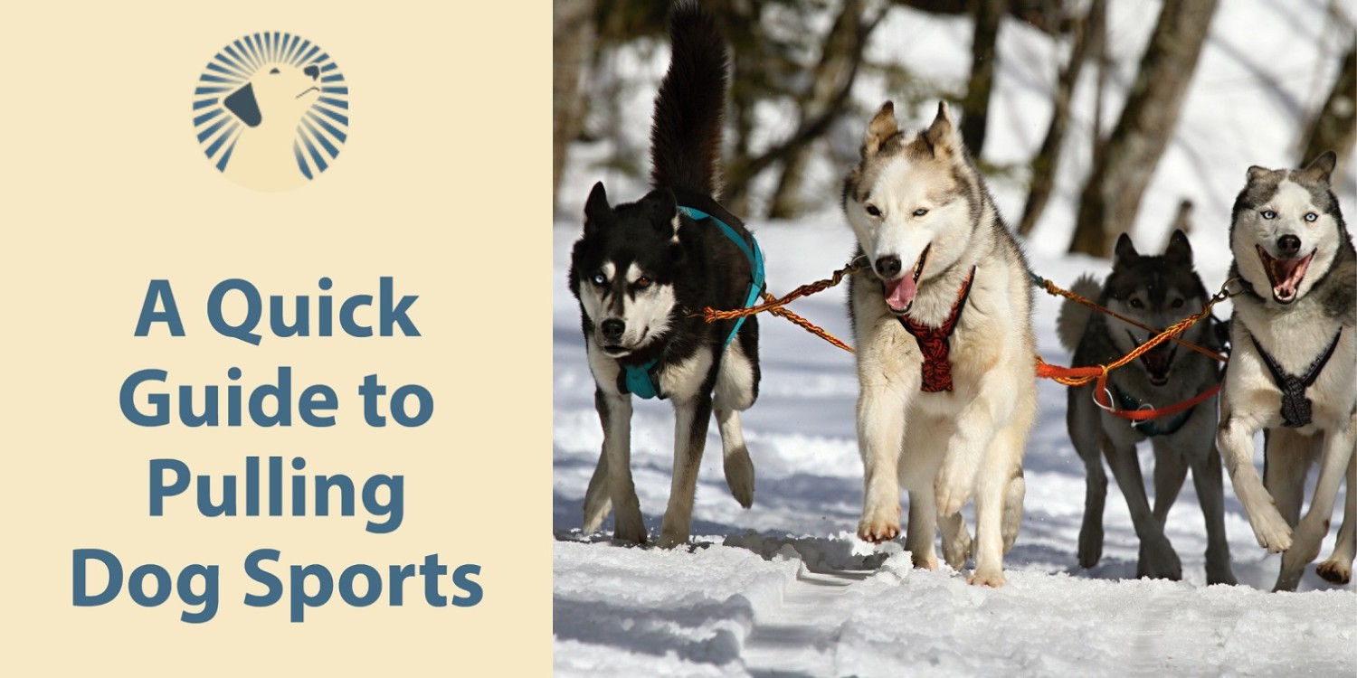 5 เทคนิคฝึกน้องหมาลากเลื่อนให้ฟิตจัด สนุกสุด ปี 2025 (อัปเดท 2025)