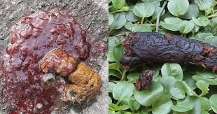 เปิด 5 สถิติน่ารู้ “ติ่งเนื้อลำไส้ตรงในน้องหมา” อึมีเลือด อย่าคิดว่าแค่ท้องผูก (อัปเดท 2025)