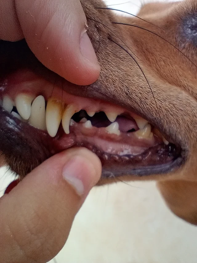 เปิด 5 สถิติน่ารู้ “ฟันกรามล่างงอในน้องหมา” เรื่องปากที่ไม่ควรปัดตก (อัปเดท 2025)