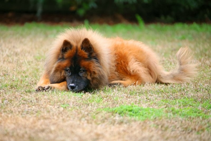 รวม 5 ข้อควรรู้ก่อนเลี้ยง “ยูเรเซียร์” หมาขนฟู หน้านิ่ง สุภาพบุรุษสายกลางผู้มีหัวใจของนักรัก (อัปเดท 2025)