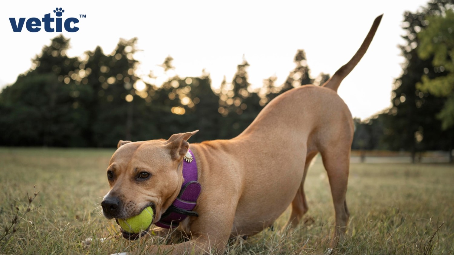 5 เรื่องที่คุณควรรู้ ก่อนพาน้องหมาออกกำลังกายให้พอดี — ไม่มากเกิน ไม่น้อยไป (อัปเดท 2025)