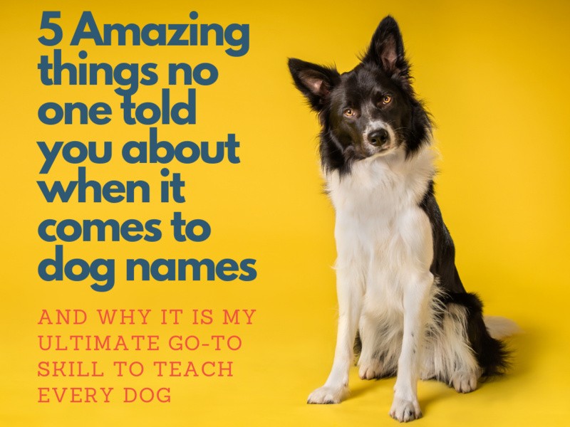 รู้ 5 เรื่องสำคัญ ก่อนตั้งชื่อน้องหมาให้สดใสเหมือนฤดูใบไม้ผลิ (อัปเดท 2025)