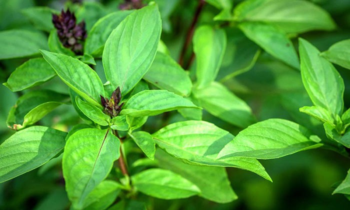 5 เรื่องไม่รู้ไม่ได้ ก่อนให้น้องหมากิน โหระพา (2026)