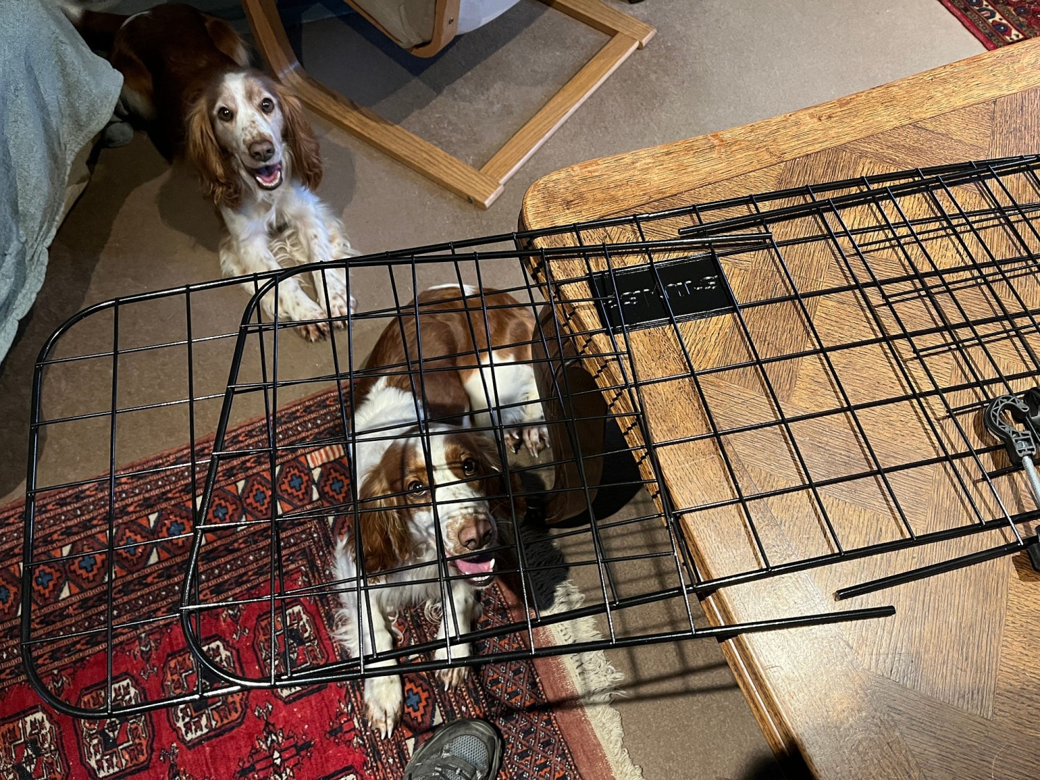 (อัปเ ดท 2025)วิถีทาสหมา! 5 วิธีฝึกให้น้องหมารักกรง (ไม่ใช่ร้องเหมือนโดนทิ้ง) (อัปเดท 2025)