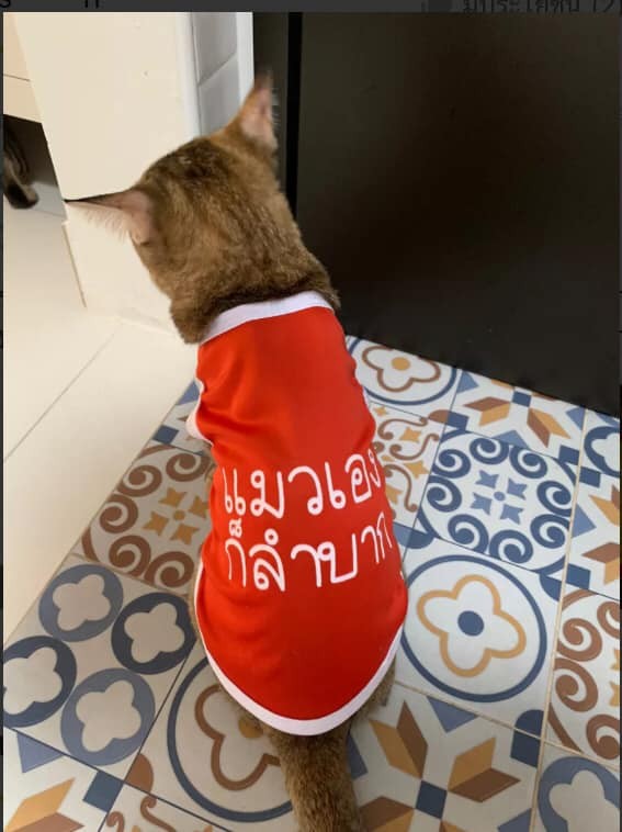 "แมวเองก็ลำบาก" จักรวาลแห่งเสื้อผ้าสุนัขและแมวสุดน่ารักที่ Shopee (อัปเดท 2025)