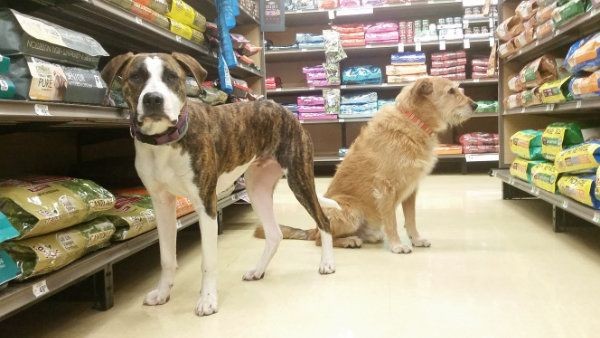 5 เรื่องน่าตกใจเกี่ยวกับ “อาหารสุนัขที่มีธัญพืช” ที่เจ้าของหมาไม่เคยรู้ (อัปเดท 2025)