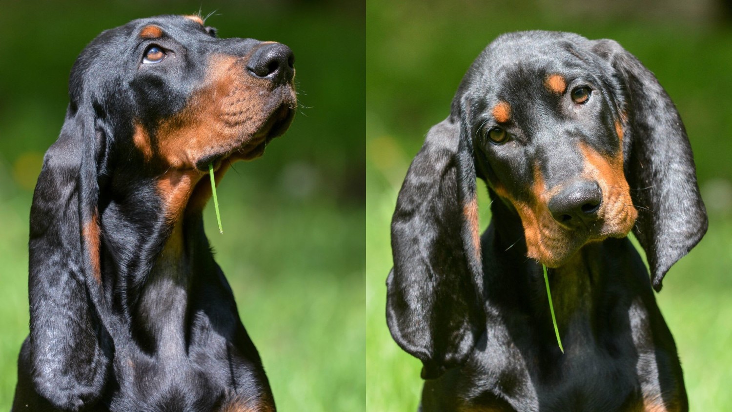 รู้ 5 เรื่องสำคัญก่อนเลี้ยง “แบล็กแอนด์แทน คูนฮาวด์” หมานักล่าผู้ซื่อสัตย์ สุขุม และขี้อ้อนเกินคาด (อัปเดท 2025)