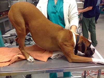 วิถีทาสหมา! 5 ปัญหาท้องหมาไม่ปกติ ที่คุณไม่ควรปล่อยผ่าน (ขี้เหลวไม่ใช่เรื่องขำ) (อัปเดท 2025)