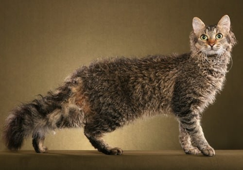 วิเคราะห์แมวจริงจัง 5 ข้อ! ลาเปอร์ม ขนสั้น (LaPerm Shorthair) ขนหยิกนุ่มแน่น ฉลาดสดใส ใครเห็นก็รัก (อัปเดท 2025)