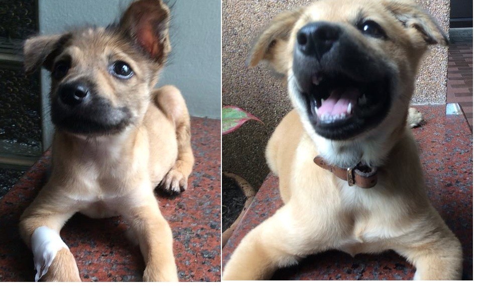 5 เรื่องที่คุณควรรู้ ถ้าอยากเลี้ยง “หมาขนสั้น” แบบสบายใจทั้งบ้าน (อัปเดท 2025)