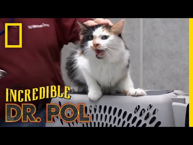 5 หมัดเด็ดเปลี่ยนคลินิกให้แมวปลื้ม (อัปเดท 2025)