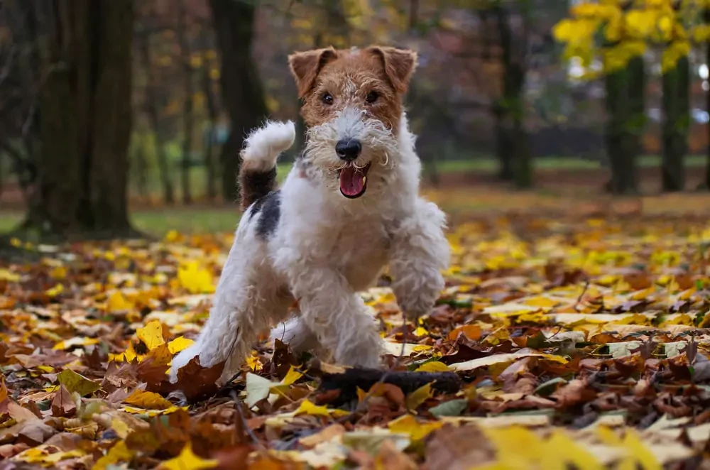 รวม 5 ข้อควรรู้ก่อนเลี้ยง “ไวร์ ฟ็อกซ์ เทอร์เรียร์ (Wire Fox Terrier)” หมาหน้ากวน ฉลาดปรอทแตก ขี้เล่นไม่รู้จบ (อัปเดท 2025)