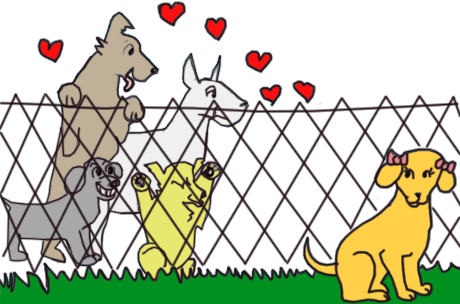 เปิด 5 สถิติน่ารู้ “การยุติการตั้งครรภ์ของน้องหมา” เมื่อการท้องไม่ใช่คำตอบที่ดีที่สุด (อัปเดท 2025)