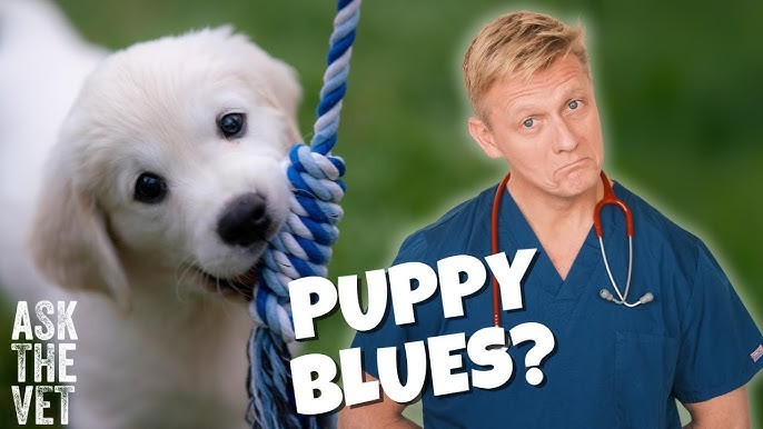 5 เรื่องที่คุณควรรู้ เมื่อ “รู้สึกเครียดหลังรับน้องหมา” อาการ Puppy Blues ที่ใครก็เป็นได้ (ไม่ผิดปกติเลย) (อัปเดท 2025)