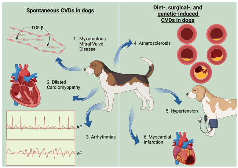 เปิด 5 สถิติน่ารู้ “หลอดเลือดหัวใจตีบในหมา” โรคเงียบที่เจอในลูกหมามากกว่าที่คุณคิด! (อัปเดท 2025)