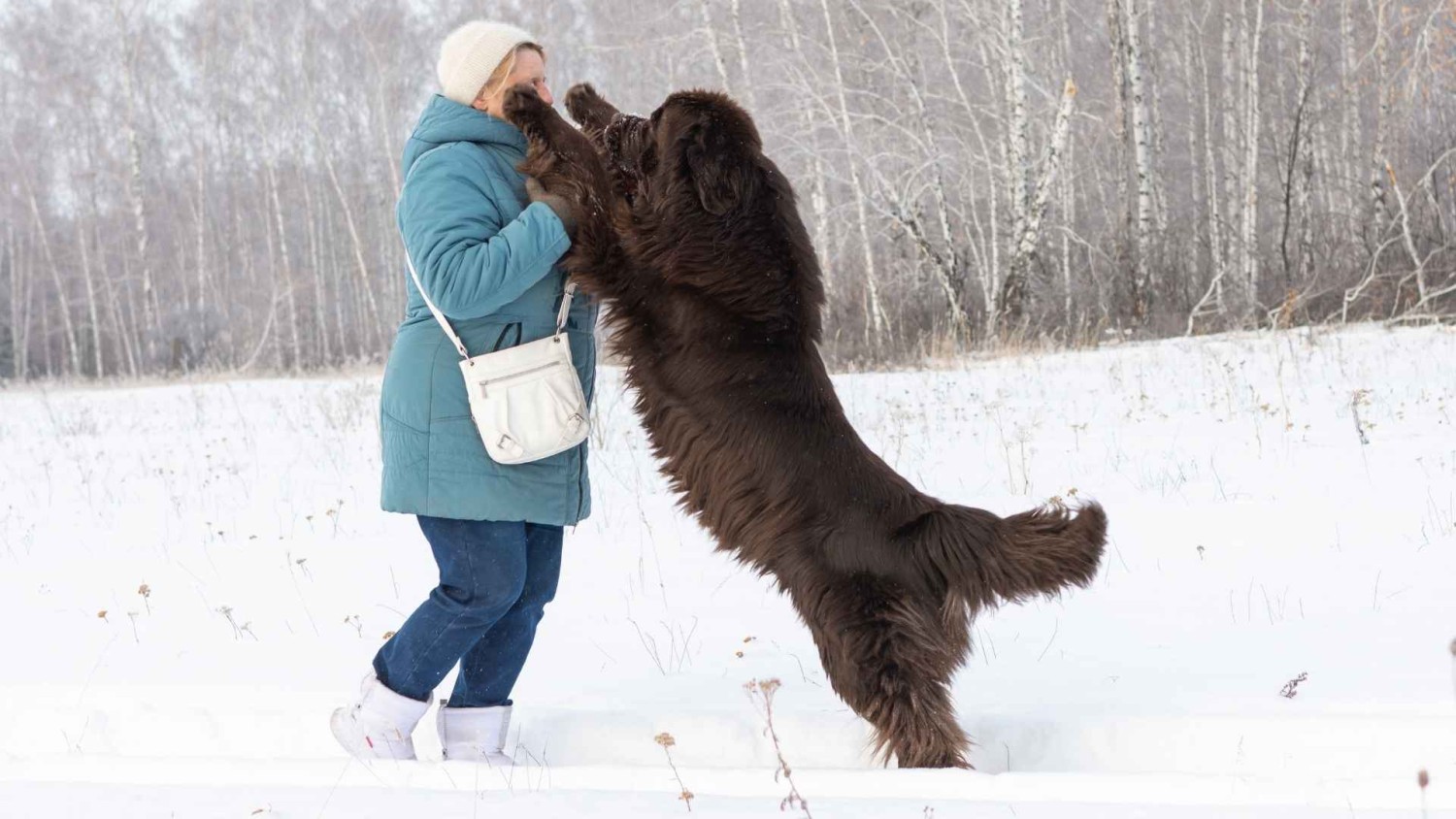 5 เรื่องที่คุณควรรู้ ก่อนตัดสินใจเลี้ยง “น้องหมาสายพันธุ์ยักษ์” – น่ารักแต่ไม่เบา! (อัปเดท 2025)