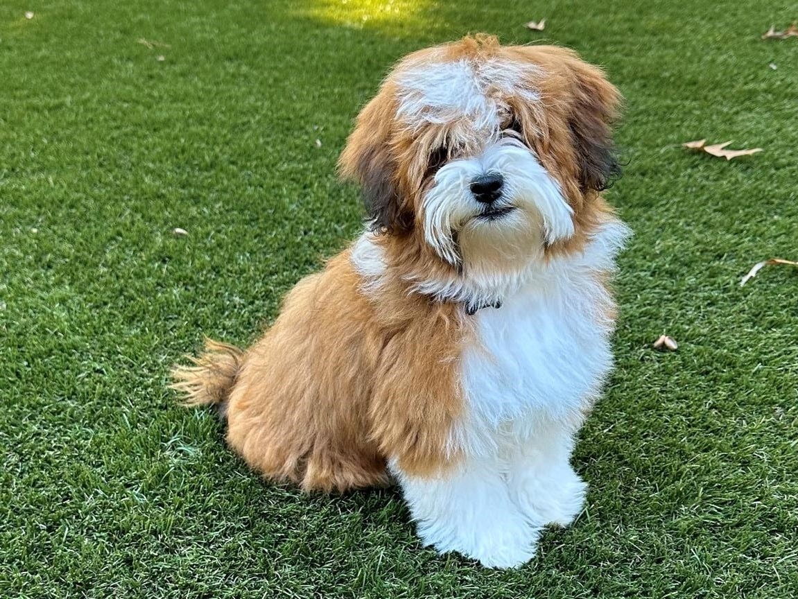 รวม 5 ข้อควรรู้ก่อนเลี้ยง “ฮาวาพู” หมาลูกครึ่งขนหยิกขี้เล่น ที่เกิดมาเพื่อเป็นดาวเด่นประจำบ้าน (อัปเดท 2025)