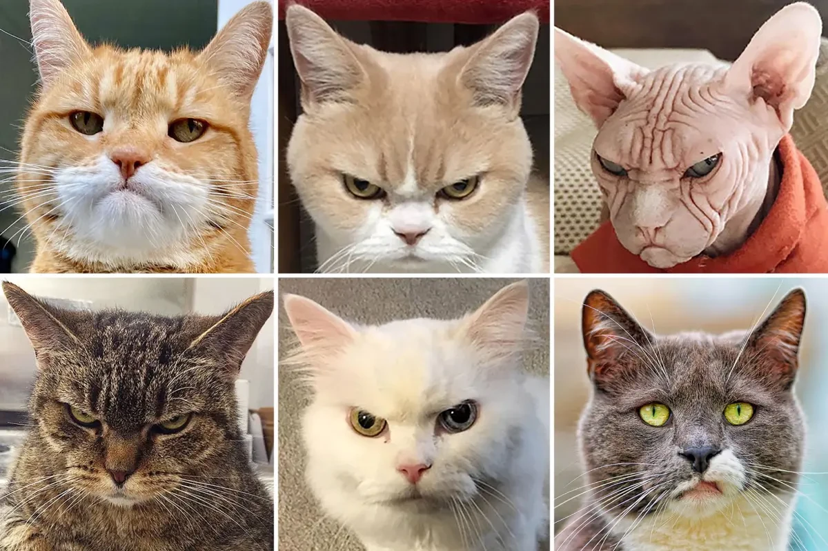 วิถีทาสแมวจริงจัง! 5 เหตุผลที่แมวหน้าเหมือนกันจนงง (แต่ก็รักได้ไม่มีลิมิต!) (อัปเดท 2025)