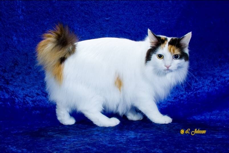 วิเคราะห์แมวจริงจัง 5 ข้อ! เจแปนนิส บ๊อบเทล ขนยาว (Japanese Bobtail Longhair) แมวนำโชคหางสั้นขนฟู ขี้เล่นเกินต้าน (อัปเดท 2025)