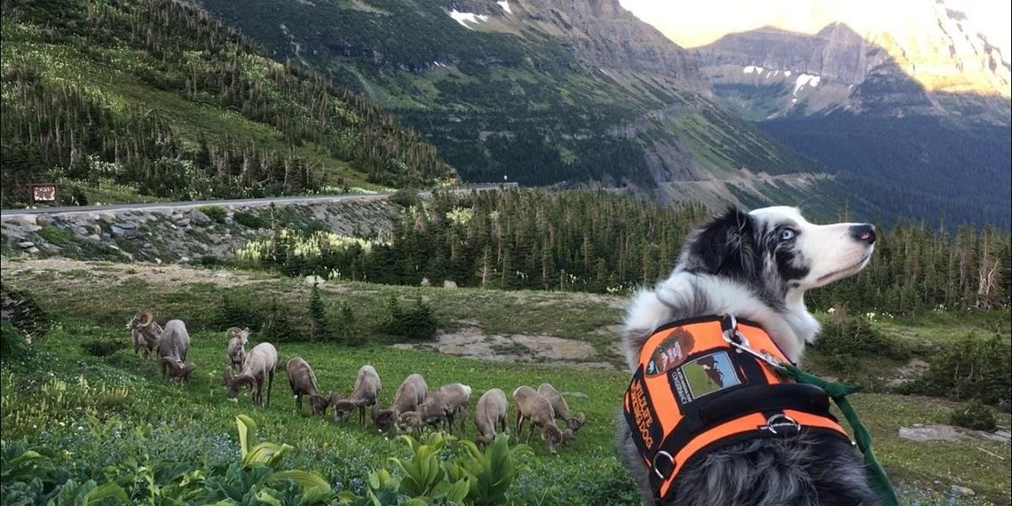 5 เรื่องที่คุณควรรู้ ก่อนพาน้องหมาเที่ยว “อุทยานแห่งชาติที่เป็นมิตรกับสัตว์เลี้ยง” – ธรรมชาติที่ทั้งคุณและหมาจะหลงรัก (อัปเดท 2025)