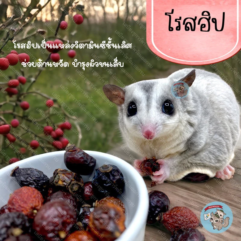 5 เหตุผลที่คุณควรเลือกซื้อ "ROSE HIP โรสฮิปอบแห้ง ผลกุหลาบ ผลกุหลาบป่าอบแห้ง อาหาร ขนม ชูการ์ กระรอก แฮมสเตอร์ นก ดอร์เมาส์ สัตว์เล็ก" (อัปเดท 2025)