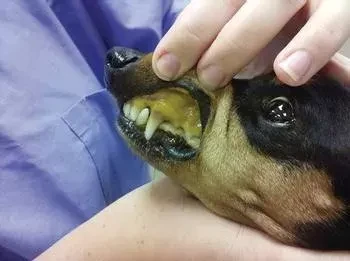 เปิด 5 สถิติน่ารู้ “โรคตับอักเสบในสุนัข (Canine Hepatitis)” ร้ายเงียบที่ป้องกันได้ (อัปเดท 2025)