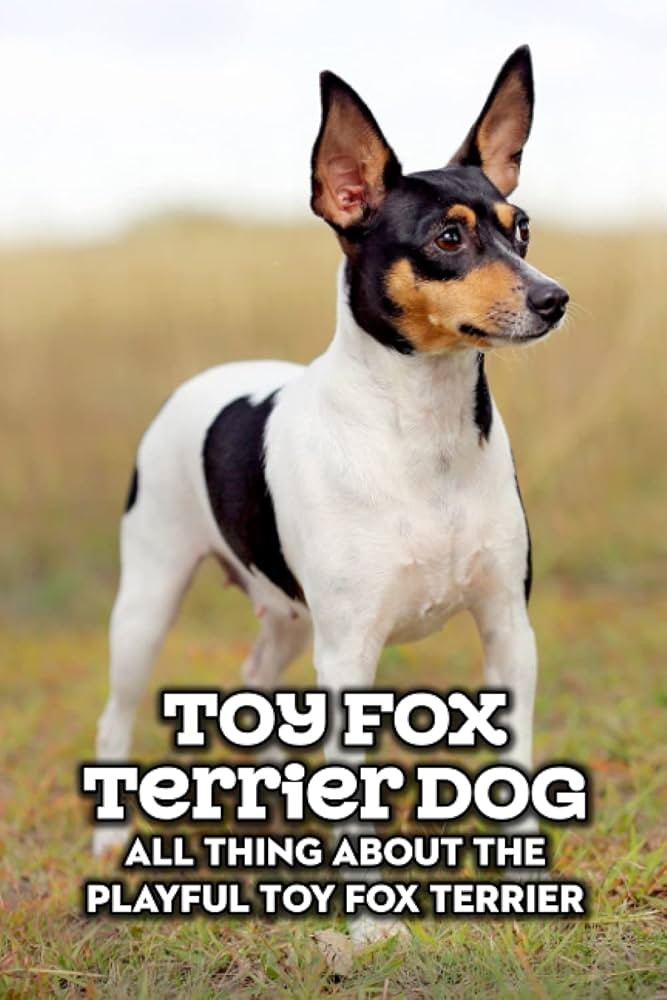 รวม 5 ข้อควรรู้ก่อนเลี้ยง “ทอย ฟ็อกซ์ เทอร์เรียร์ (Toy Fox Terrier)” หมาจิ๋วสายซ่า ฉลาดกว่าที่คิด ขี้เล่นยันก่อนนอน (อัปเดท 2025)