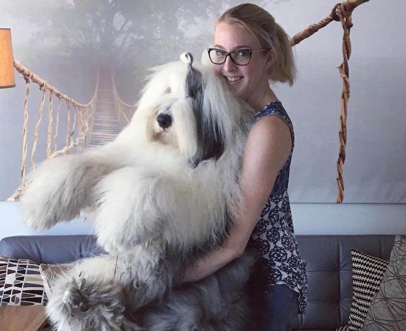 รวม 5 ข้อควรรู้ก่อนเลี้ยง “โอลด์ อิงลิช ชีพด็อก” หมาขนฟูยักษ์ใจดี ที่ไม่ได้มีดีแค่ความน่ากอด (อัปเดท 2025)