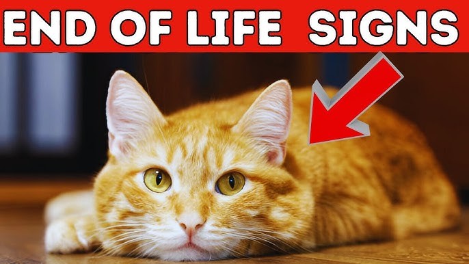 นุดช่วยด้วย! 5 สัญญาณที่บอกว่า...ถึงเวลาต้องบอกลาน้องแมวอย่างอ่อนโยน (อัปเดท 2025)