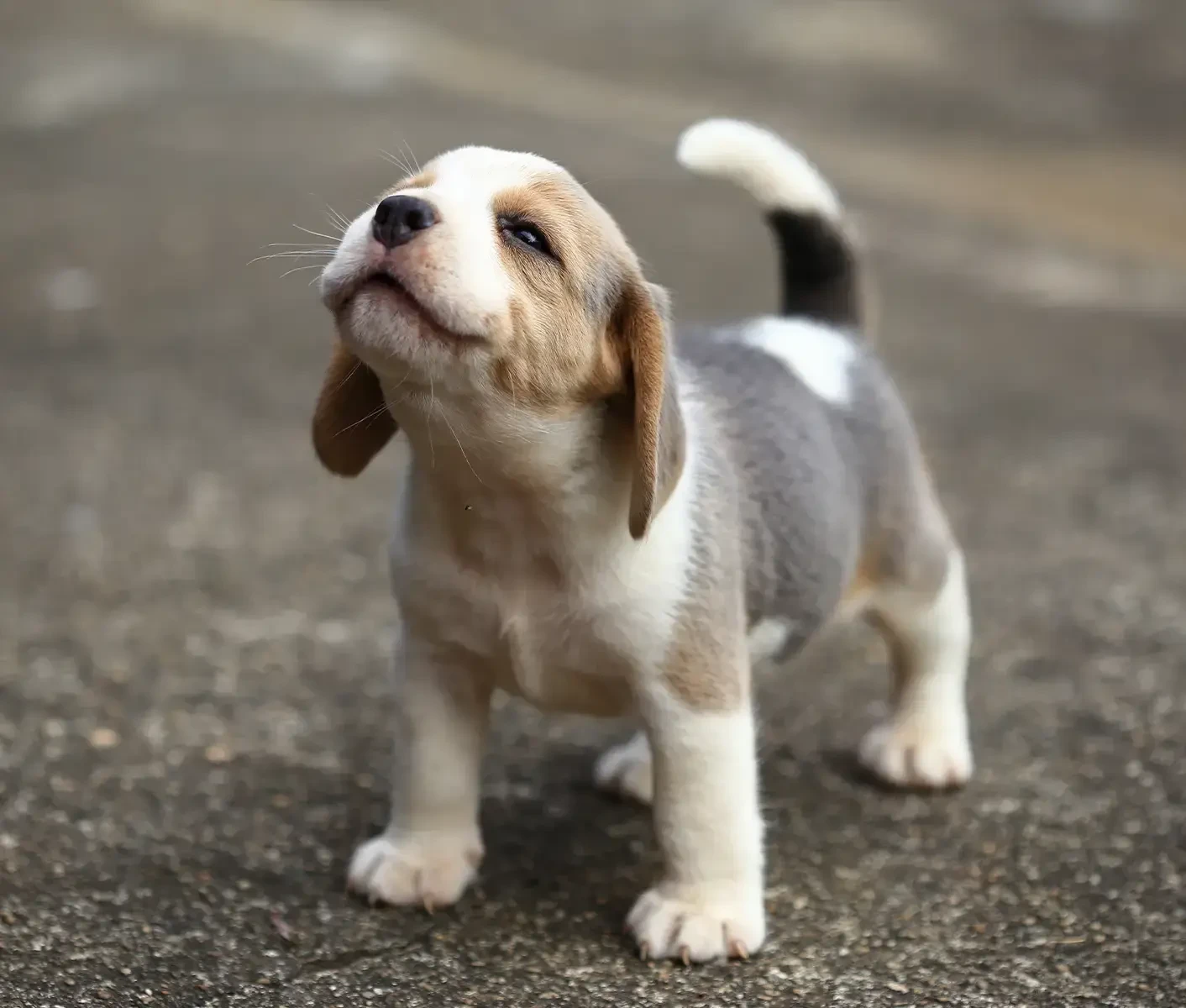 5 เรื่องที่คุณควรรู้ ก่อนรับ “ลูกหมาเข้าบ้าน” – เลี้ยงน่ารักให้โตสุขภาพดีแบบมือโปร (อัปเดท 2025)