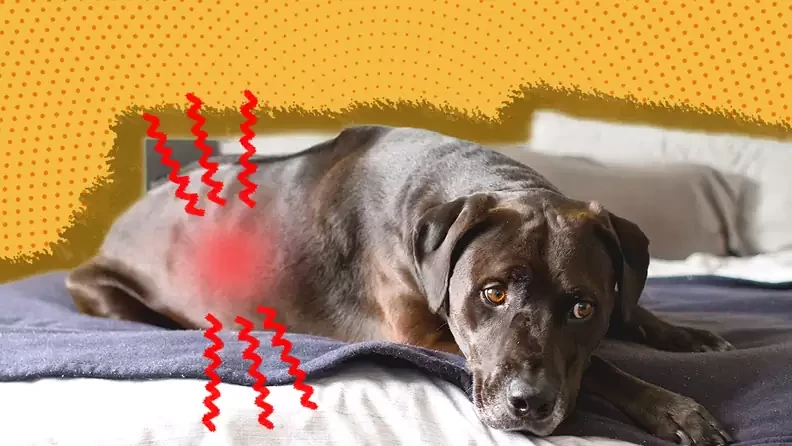 5 เรื่องที่คุณควรรู้ ถ้าอยากให้น้องหมาที่เป็นโรคไต "กินได้-อยู่ได้-สุขภาพดี" (อัปเดท 2025)