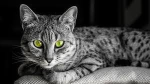 วิเคราะห์แมวจริงจัง 5 ข้อ! อียิปต์เชียนมัว (Egyptian Mau) แมวสปีดจัด ขี้อ้อนขั้นเทพ ที่เร็วที่สุดในโลก (อัปเดท 2025)